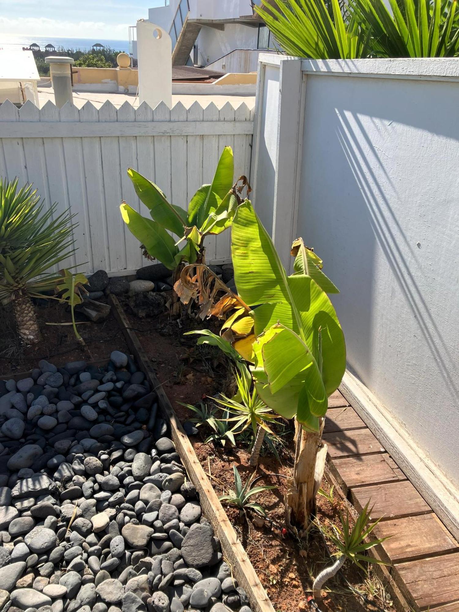 Jardin De Costa Calma Lejlighed Eksteriør billede